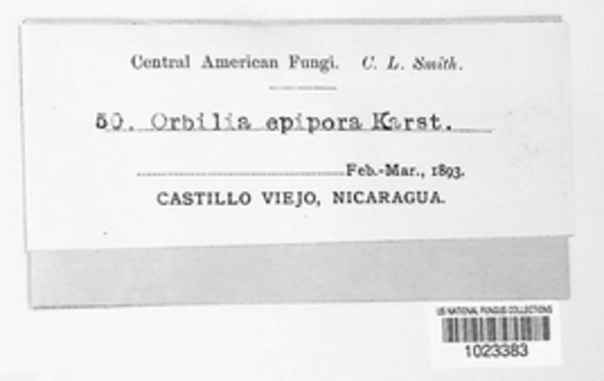 Orbilia image